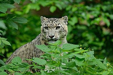 传闻：索尼正在为PS5开发专用无线耳机